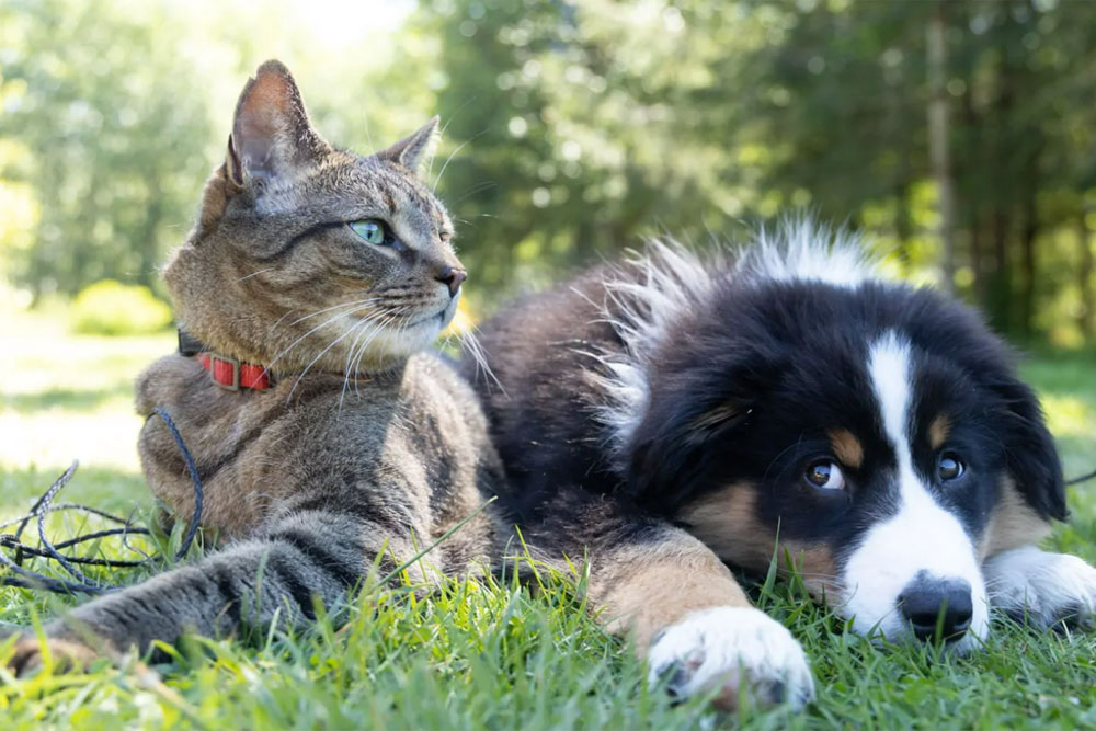 cat-and-dog-img